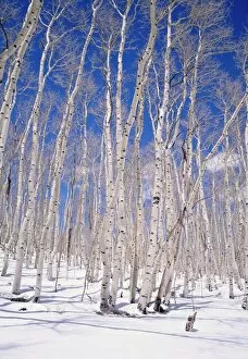 Images Dated 29th August 2008: Aspen trees during winter