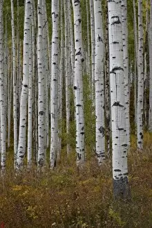 Images Dated 25th September 2008: Aspen trunks in the fall, White River National Forest, Colorado, United States of America