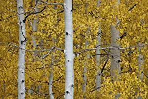 Tree Trunks Prints: Aspen trunks among yellow leaves