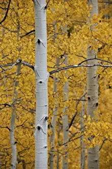 Aspen trunks among yellow leaves, Uncompahgre National Forest, Colorado, United States of America, North America