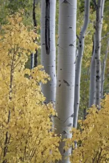 Images Dated 25th September 2008: Aspen trunks behind yellow maple leaves in the fall, White River National Forest
