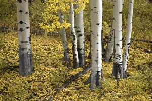 Birch Prints: Aspens in fall colors