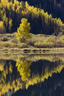Motionless Prints: Aspens in fall colors reflected in Crystal Lake