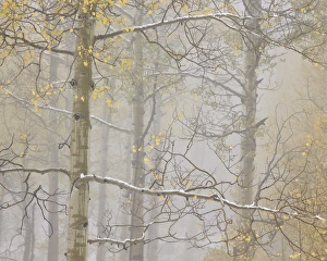 Autumn Scene Prints: Aspens in the fall in fog, Grand Mesa National Forest, Colorado, United States of America