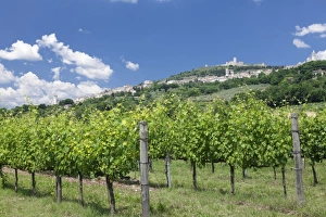 Assisi Prints: Assisi, vineyards, Perugia District, Umbria, Italy, Europe