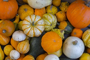 Variety Prints: Assorted autumn vegetables, squashes and pumpkins, Derbyshire, England, United Kingdom