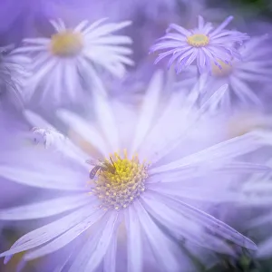 Petal Prints: Aster frikartii monch, United Kingdom, Europe
