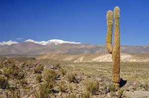 Atacama Prints: Atacama Desert, San Pedro de Atacama region with Andes on the horizon, Chile