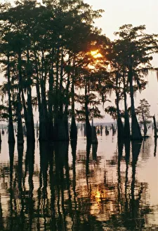 Images Dated 29th August 2008: Atchafalaya Swamp