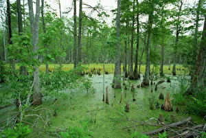 Images Dated 1st February 2008: Atchofalaya Swamp in the heart of Cajun Country, near Gibson, Louisiana