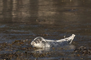 Atlantic grey seal (Halichoerus grypus) pup, Martins Haven, Pembrokeshire, Wales, United Kingdom, Europe