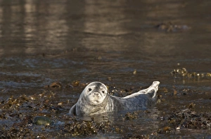 Baby Animals Prints: Atlantic grey seal (Halichoerus grypus) pup