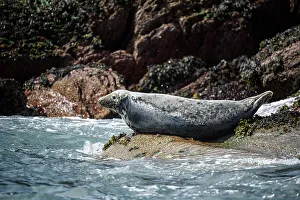 Pembrokeshire Prints: Atlantic Grey Seal, United Kingdom, Europe