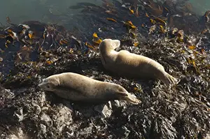 M Ammals Prints: Atlantic grey seals (Halichoerus grypus) hauled out on rock