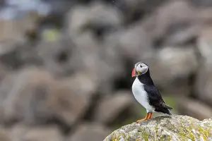 Common Puffin Prints: Atlantic puffin (common puffins) (Fratercula arctica)
