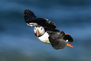 Spread Wings Prints: Atlantic Puffin in flight, United Kingdom, Europe