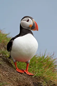 Atlantic Puffin (Fratercula arctica), Iceland, Polar Regions