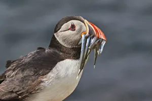 An Atlantic Puffin (Fratercula arctica), carrying sand eels, Staple Island, Farne Islands