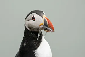 Atlantic puffin (Fratercula arctica), Mykines Island, Faroe Islands, Denmark, Europe