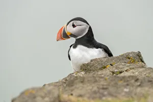 Atlantic puffin (Fratercula arctica), Mykines Island, Faroe Islands, Denmark, Europe