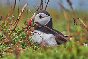 Atlantic Puffin (Fratercula arctica), on Skomer Island in July, a nature reserve off the coast of Pembrokeshire, Wales, United Kingdom, Europe