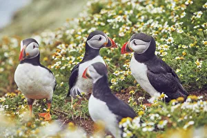 Atlantic Puffin (Fratercula arctica), on Skomer Island in July, a nature reserve off the coast of Pembrokeshire, Wales, United Kingdom, Europe