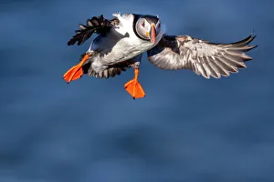 An Atlantic Puffin (Fratercula arctica), in flight in Borgarfjaroarhofn, Iceland, Polar Regions