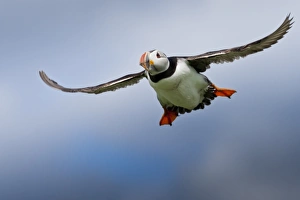 Inner Farne Prints: Atlantic puffin (Fratercula arctica) in flight