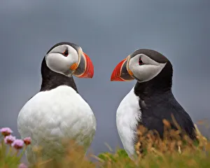 Togetherness Gallery: Atlantic Puffin (Fratercula arctica) pair, Iceland, Polar Regions