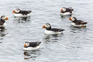 Common Puffin Prints: Atlantic puffins (common puffins) (Fratercula arctica)