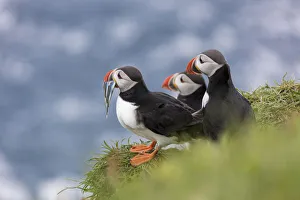 Sea Bird Prints: Atlantic puffins with fish in the beak, Mykines Island, Faroe Islands, Denmark, Europe