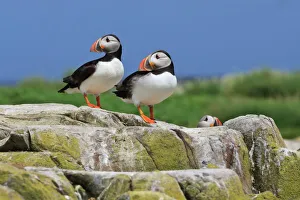 Togetherness Gallery: Atlantic puffins (Fratercula arctica) on a rock against a blue sky, Inner Farne, Farne Islands