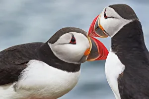 Northumberland Prints: Two Atlantic Puffins (Fratercula arctica) greeting, on Staple Island, Farne Islands