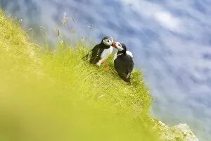 Love Collection: Atlantic puffins on grass, Kalsoy Island, Faroe Islands, Denmark, Europe