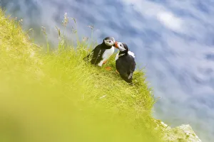Love Gallery: Atlantic puffins on grass, Kalsoy Island, Faroe Islands, Denmark, Europe