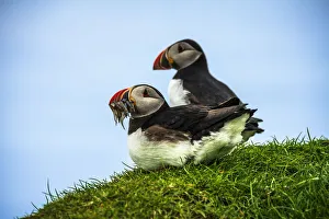 Sea Bird Prints: Atlantic puffins on grass, Mykines island, Faroe Islands, Denmark