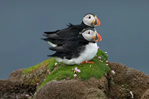 Scenic Landscape Prints: Atlantic puffins standing together, United Kingdom, Europe