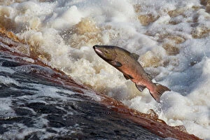 Flowing Gallery: Atlantic salmon (Salmo salar) leaping on upstream migration, River Tyne, Hexham, Northumberland