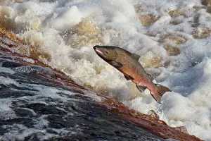 Flowing Prints: Atlantic salmon (Salmo salar) leaping on upstream migration
