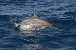 Senegal Prints: Atlantic spotted dolphin (Stenella frontalis) breaking from the sea in a low leap