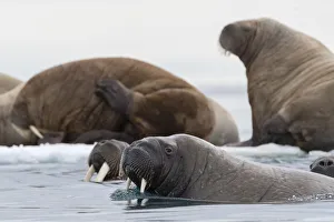 Four Animals Prints: Atlantic walruses (Odobenus rosmarus), Vibebukta, Austfonna, Nordaustlandet, Svalbard
