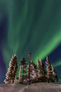 Northern Prints: Aurora Borealis lights up the sky over the boreal forest at Great Slave Lake in Northwest Territories Canada