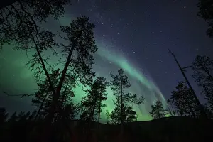 Aurora borealis (Northern Lights) over coniferous forest, Muonio, Lapland, Finland