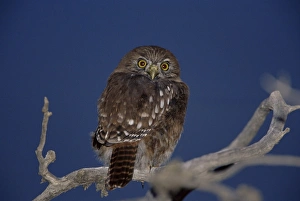 Attention Prints: An austral pygmy owl (Glaucidium nanum) sitting on a tree, Torres del Paine National Park