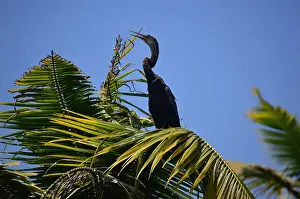 Australasian darter bird (Anhinga novaehollandiae) drying wings, snake bird spreading wings, Poovar Island, Kerala, India, Asia