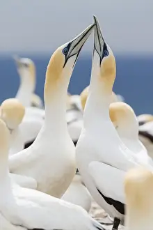 Australasian gannet (Morus serrator) courtship display at Cape Kidnappers, North Island, New Zealand, Pacific
