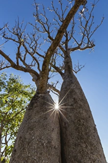 Bark Prints: The Australian boab tree (Adansonia gregorii)