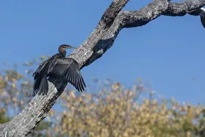 Kimberley Prints: An Australian darter (Anhinga novaehollandiae) on the Ord River