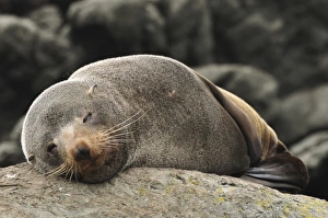 Fur Seal Prints: Australian Fur Seal (Arctocephalus forsteri), near Kaikoura, Canterbury