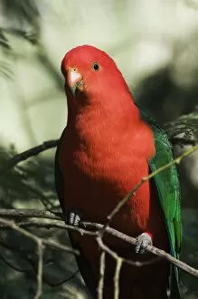 Australian king parrot, Dandenong Ranges, Victoria, Australia, Pacific